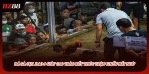 Đá Gà Cựa Dao 9 Giây Cao Trào Kết Thúc Trận Chiến Bất Ngờ