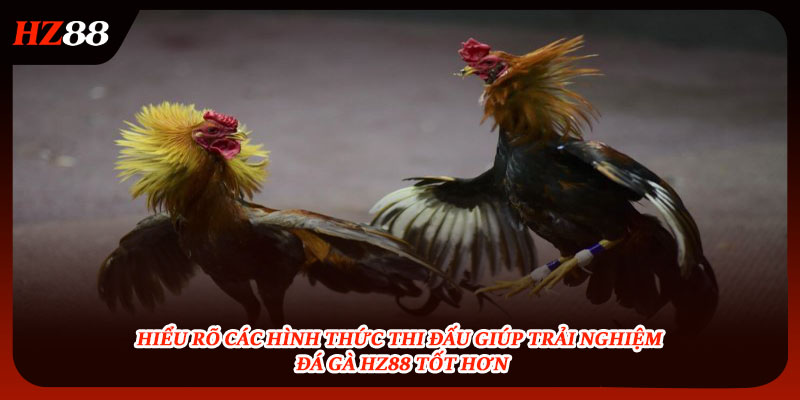 Các hình thức thi đấu giúp trải nghiệm đá gà HZ88