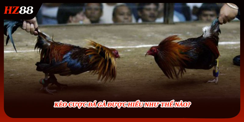 Kèo cược đá gà được hiểu như thế nào?