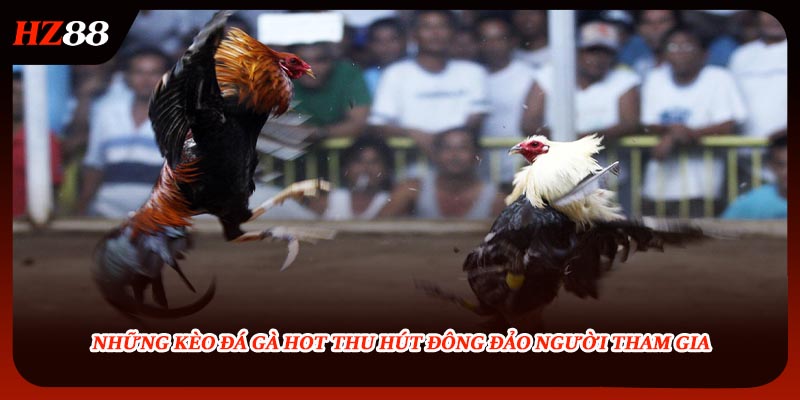 Những kèo đá gà hot thu hút đông đảo người tham gia
