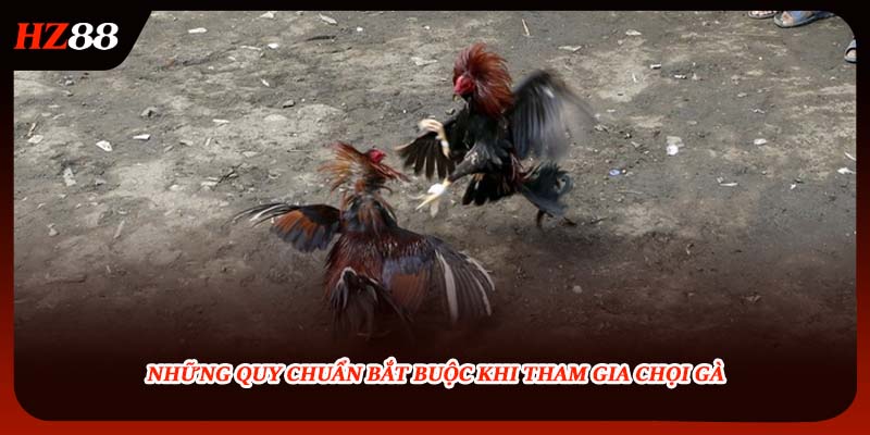 Những quy chuẩn bắt buộc khi tham gia chọi gà 
