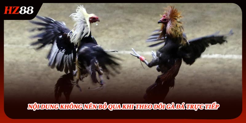 Nội dung không nên bỏ qua khi theo dõi gà đá trực tiếp